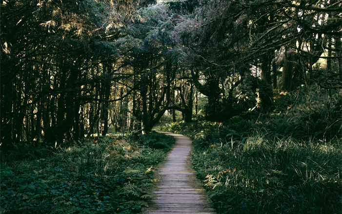 trails in Tofino